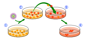 cellule ips